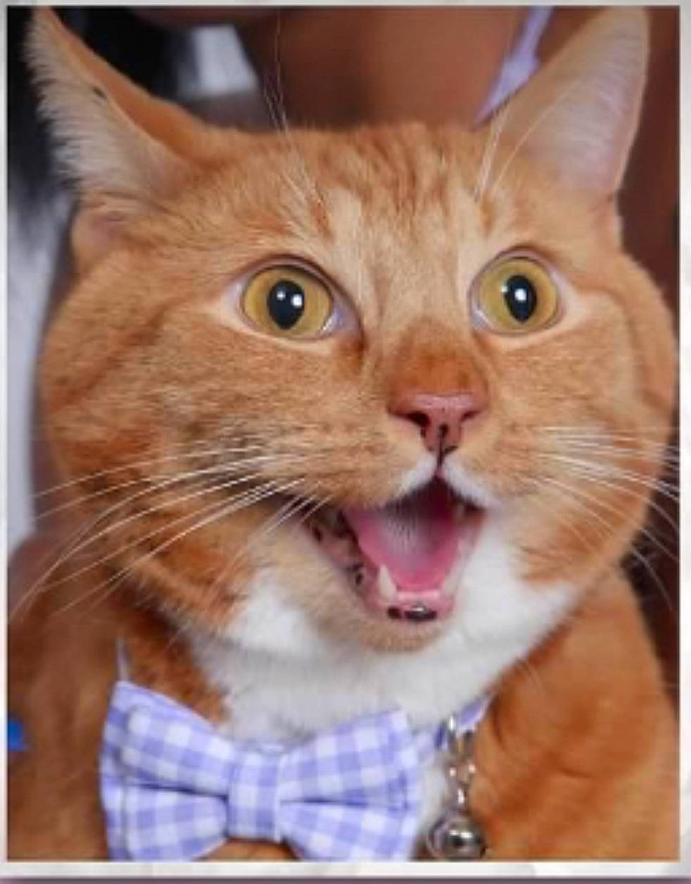 Red is registered to the contest to win money with this photo: carnivore, cat, cat_supply, domestic_short_haired_cat, ear, fawn, felidae, fur, pattern, paw, pet_supply, photo_caption, photography, plaid, rectangle, small_to_medium_sized_cats, snout, square, tartan, whiskers