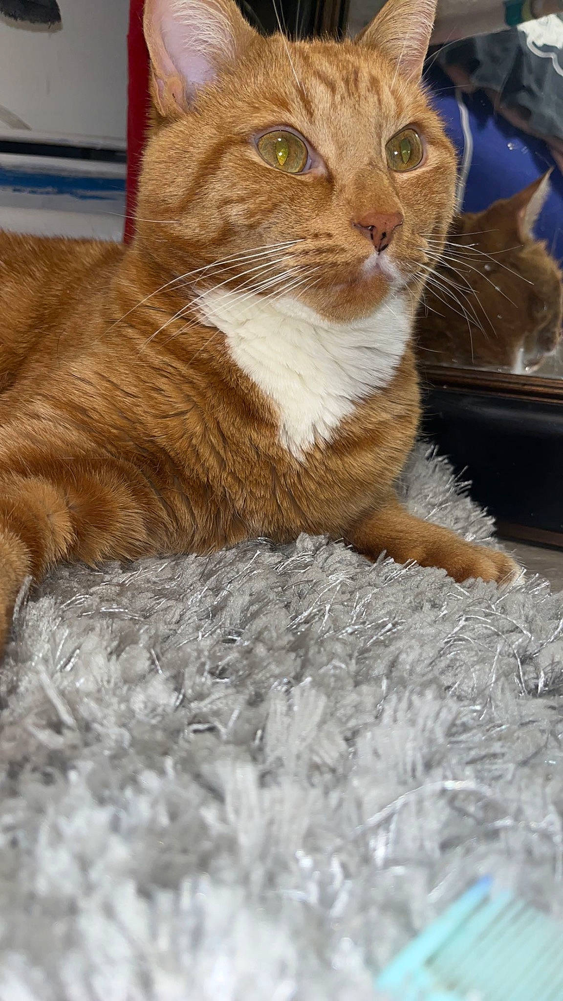 Red joined the competition — help win amazing prizes! art, carnivore, cat, cat_supply, claw, domestic_short_haired_cat, fawn, felidae, fur, grass, sitting, small_to_medium_sized_cats, snout, tail, terrestrial_animal, tree, whiskers, wildlife, window, wood