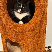 Walter joined the competition — help win amazing prizes! animal, black_and_white_cat, cat, cat_tree, circular_opening, cozy, curious, cute, feline, fur, furniture, home, indoor, looking_out, paws, pet, play_structure, resting, soft_texture, whiskers