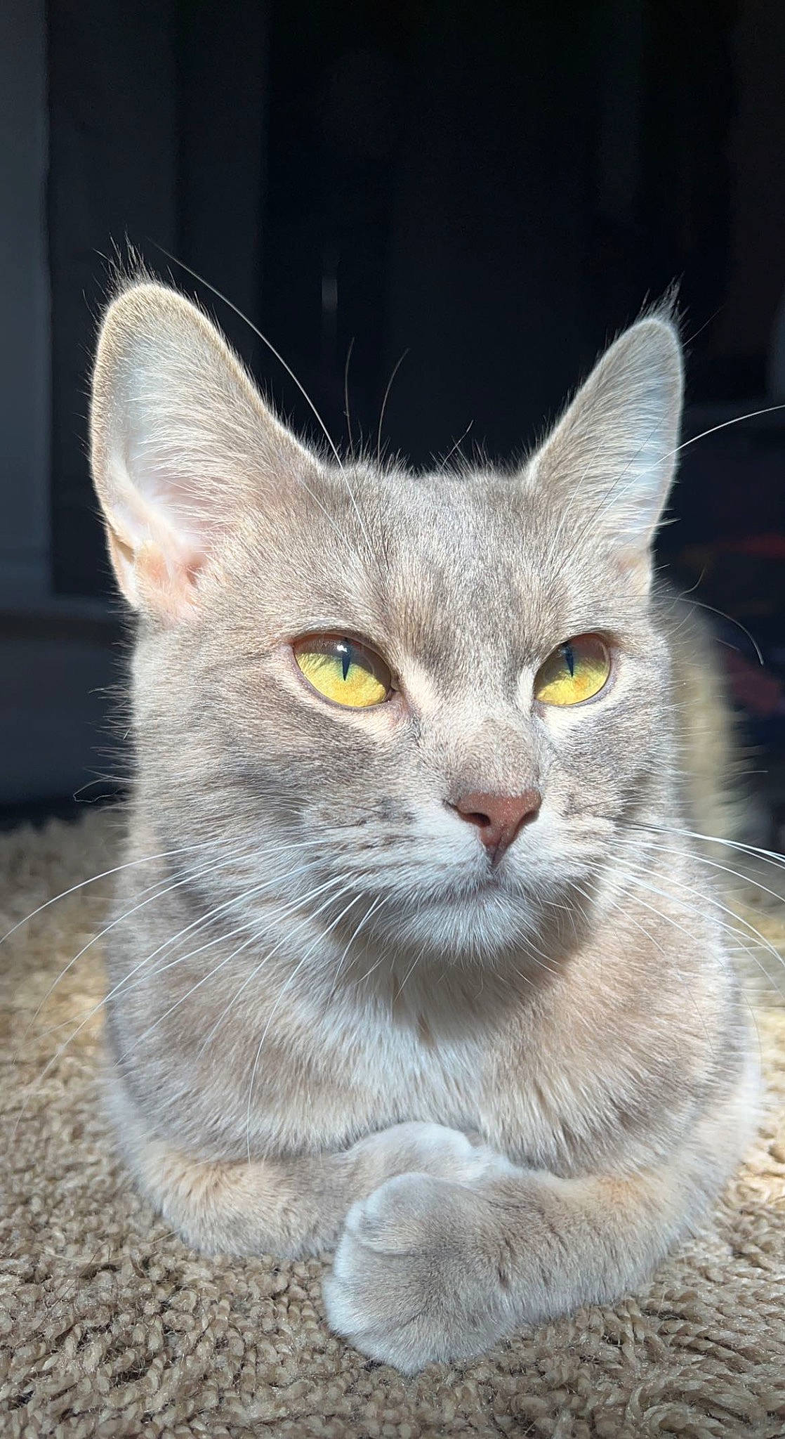 Juno is registered to the contest to win money with this photo: carnivore, cat, curious, domestic_short_haired_cat, felidae, fur, grey, russian_blue, small_to_medium_sized_cats, snout, terrestrial_animal, whiskers, window