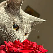 Willow is registered to the contest to win money with this photo: cat, gray_cat, rose, red_rose, flower, close_up, whiskers, pet, curious, eyes, nature, indoor, soft_light, texture, sniffing, plant, floral, animal, feline, macro