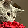 cat, gray_cat, rose, red_rose, flower, close_up, whiskers, pet, curious, eyes, nature, indoor, soft_light, texture, sniffing, plant, floral, animal, feline, macro