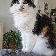 Yuna a rejoint le concours — aidez-le/la à gagner de superbes lots ! animal, calico_cat, calm, cat, couch, cute, domestic_cat, fluffy, fur, furniture, gray_couch, green_eyes, home_decor, indoor, living_room, pet, plant, portrait, sitting, whiskers