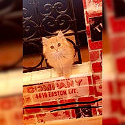 Naked participe au concours pour gagner de l'argent avec cette photo : carnivoran, cat, cat_like_mammal, font, kitten, pink, small_to_medium_sized_cats, snout, whiskers