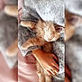 Naked a rejoint le concours — aidez-le/la à gagner de superbes lots ! carnivoran, cat, cat_like_mammal, fur, kitten, paw, small_to_medium_sized_cats, snout, whiskers