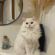 Lord Yuki participe au concours pour gagner de l'argent avec cette photo : cat, white_cat, fluffy_cat, pet, indoor, mirror, pampas_grass, vase, cabinet, lamp, decor, furniture, domestic_animal, cute, animal, sitting, white_wall, reflection, cozy, home