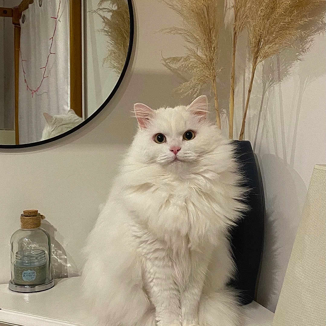 Lord Yuki
