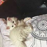 Yuki participe au concours pour gagner de l'argent avec cette photo : american_curl, british_longhair, british_semi_longhair, carnivore, cat, domestic_long_haired_cat, felidae, fur, kitten, maine_coon, mammal, norwegian_forest_cat, persian, ragamuffin, ragdoll, skin, small_to_medium_sized_cats, turkish_angora, turkish_van, whiskers