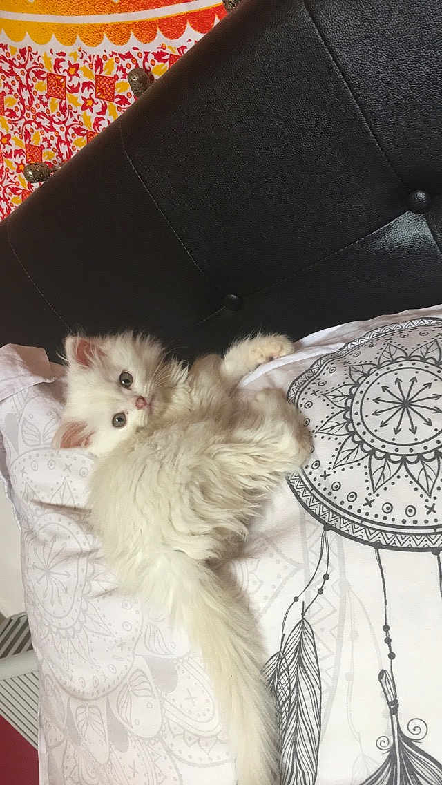 Yuki