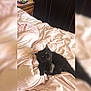 Fluffy participe au concours pour gagner de l'argent avec cette photo : black, black_cat, cat, cat_like_mammal, domestic_short_haired_cat, fur, kitten, mammal, small_to_medium_sized_cats, whiskers