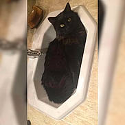 Fluffy a rejoint le concours — aidez-le/la à gagner de superbes lots ! black_cat, bombay, carnivoran, cat, cat_like_mammal, domestic_long_haired_cat, domestic_short_haired_cat, fur, small_to_medium_sized_cats, snout, whiskers