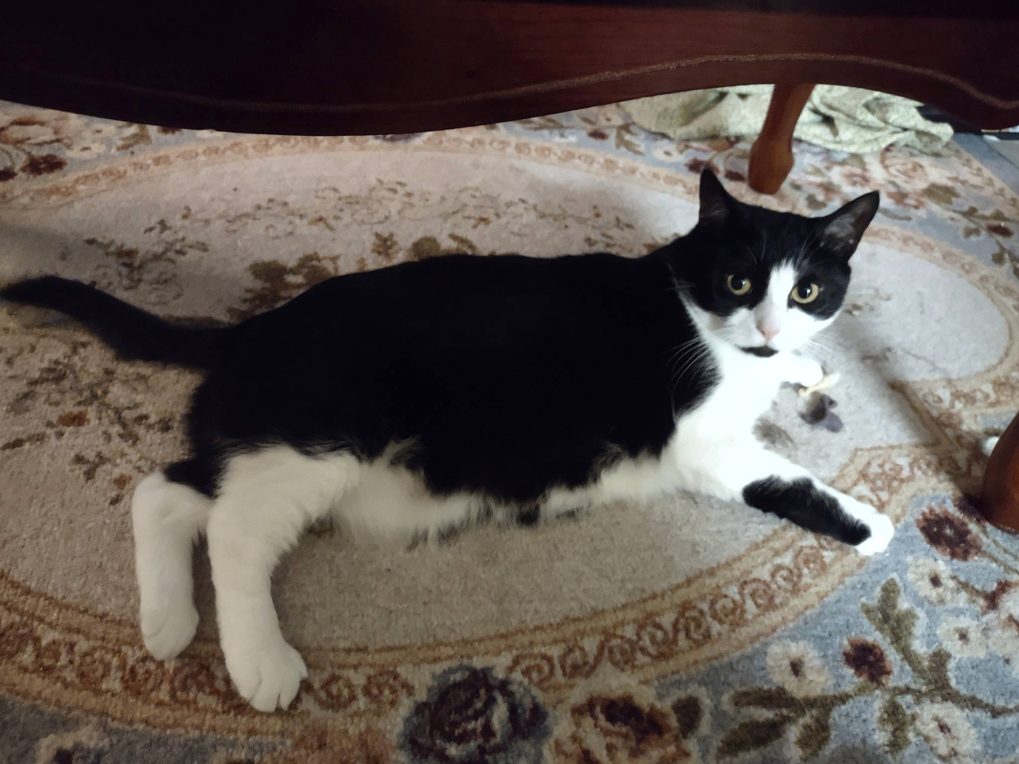 Clara is registered to the contest to win money with this photo: carnivore, cat, cat_supply, comfort, domestic_short_haired_cat, felidae, flooring, fur, grass, linens, monochrome_photography, pattern, paw, sitting, small_to_medium_sized_cats, snout, tail, terrestrial_animal, whiskers, wood