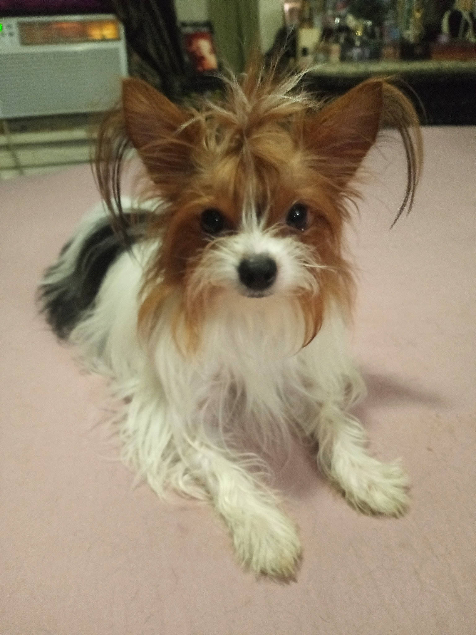 The Littlest joined the competition — help win amazing prizes! biewer_terrier, canidae, carnivore, companion_dog, dog, dog_breed, dog_supply, ear, fashion_accessory, fawn, fur, liver, maltepoo, small_terrier, snout, sporting_group, terrier, toy_dog, working_animal, yorkshire_terrier