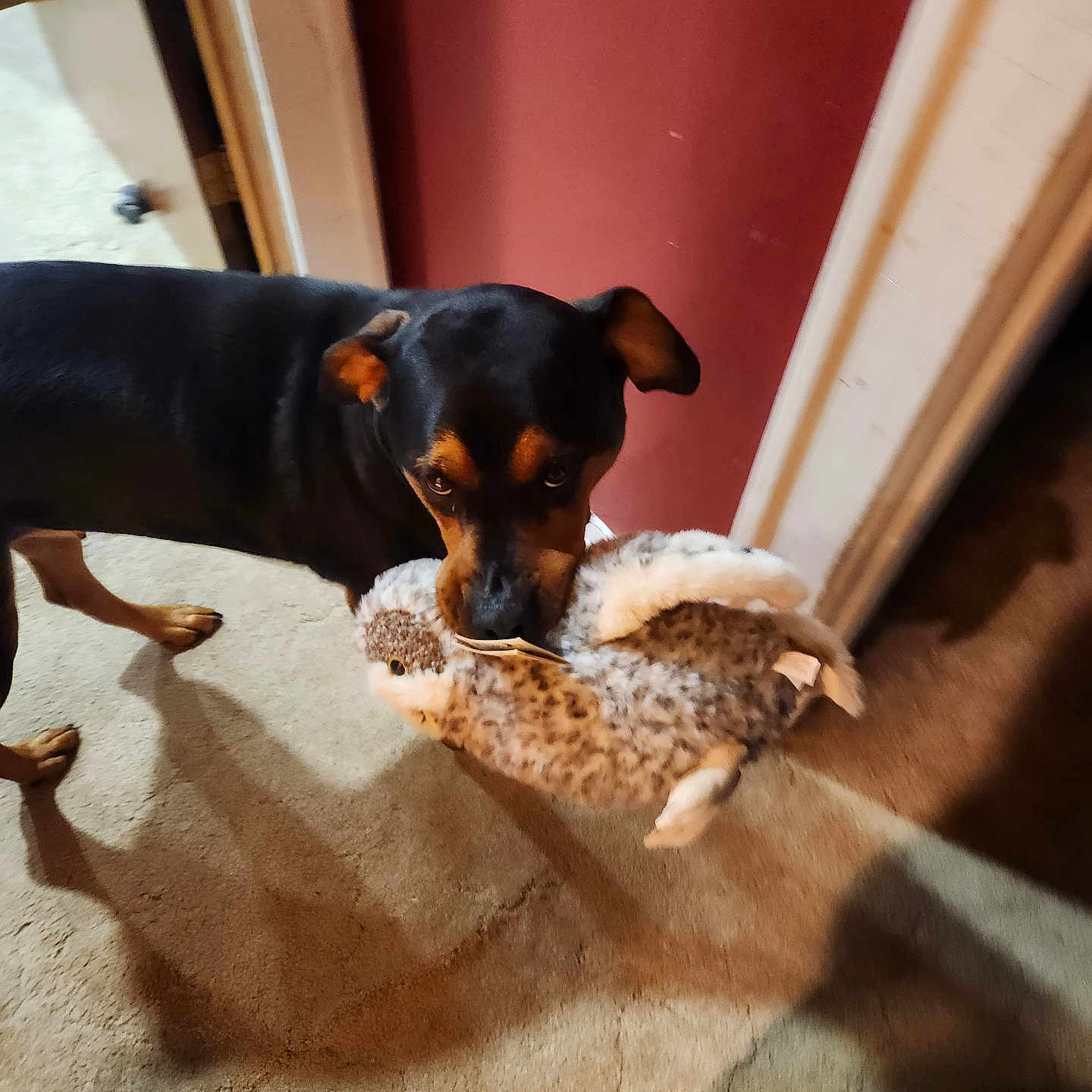 Bentley is registered to the contest to win money with this photo: animal, beagle, bird, bulldog, canine, cat, cockerspaniel, dog, door, hardwood, hound, indoors, kitten, labradorretriever, person, pet, plywood, pointer, puppy, wood