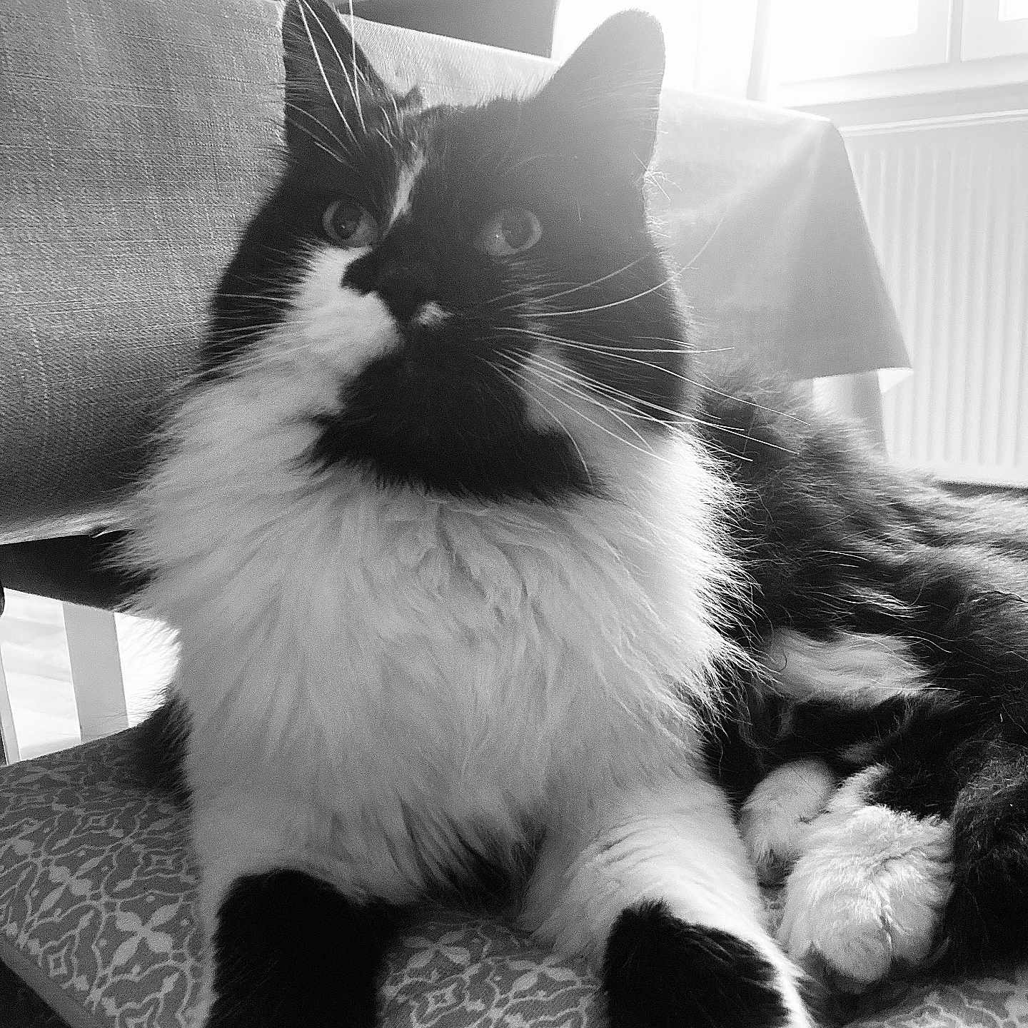 Lilou participe au concours pour gagner de l'argent avec cette photo : black_and_white, cat, close_up, cozy, curious, cushion, domestic_animal, feline, fluffy, furniture, indoor, natural_light, patterned, paws, pet, relaxed, resting, soft_light, whiskers, window