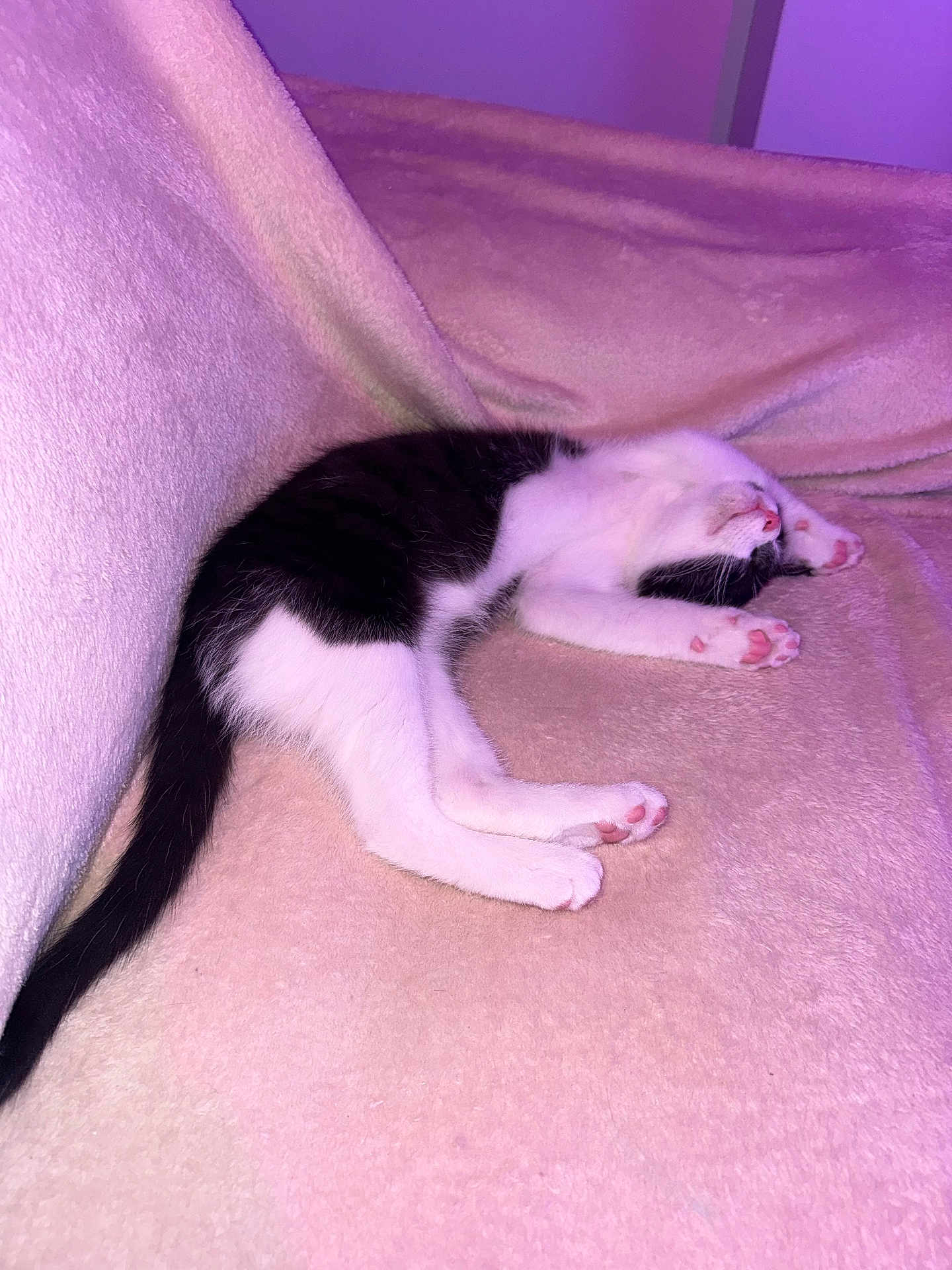 Malo participe au concours pour gagner de l'argent avec cette photo : animal, black_and_white, blanket, cat, couch, cozy, cute, feline, fur, indoor, kitten, paw, pet, pink_paw_pads, purple_light, relaxing, resting, sleeping, soft_texture, young_cat
