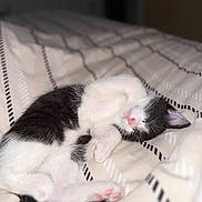 Malo a rejoint le concours — aidez-le/la à gagner de superbes lots ! kitten, sleeping, black_and_white, cat, pet, bed, blanket, cozy, fur, pink_nose, paw, cute, domestic_cat, resting, animal, indoor, soft, feline, young, adorable