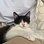 Malo participe au concours pour gagner de l'argent avec cette photo : kitten, cat, sleeping, black_and_white, paw, person, lap, white_shirt, beige_pants, blanket, texture, indoor, cozy, resting, pet, animal, cute, fur, relaxing, closeup