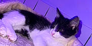 Malo a rejoint le concours — aidez-le/la à gagner de superbes lots ! cat, kitten, black_and_white, pet, feline, resting, cozy, bed, soft, fluffy, indoor, purple_light, relaxed, cute, animal, young, mammal, whiskers, ears, paw