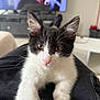 Malo participe au concours pour gagner de l'argent avec cette photo : kitten, black_and_white, cat, pet, indoor, close_up, whiskers, fur, paw, living_room, television, couch, person, lap, curious, young, soft_light, relaxed, home, feline