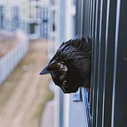 Chance is registered to the contest to win money with this photo: alert, animal, balcony, black_cat, blurred_background, cat, closeup, curious, daylight, feline, fur, metal_bars, nature, outdoor, pet, side_view, urban, watching, window, yellow_eyes