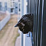alert, animal, balcony, black_cat, blurred_background, cat, closeup, curious, daylight, feline, fur, metal_bars, nature, outdoor, pet, side_view, urban, watching, window, yellow_eyes