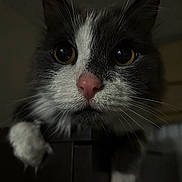 Miles is registered to the contest to win money with this photo: animal, cat, close_up, curious, cute, dark_background, domestic_animal, face, feline, gray_fur, indoor, looking, mysterious, paw, pet, pink_nose, portrait, soft_light, whiskers, white_fur