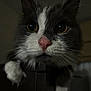 animal, cat, close_up, curious, cute, dark_background, domestic_animal, face, feline, gray_fur, indoor, looking, mysterious, paw, pet, pink_nose, portrait, soft_light, whiskers, white_fur