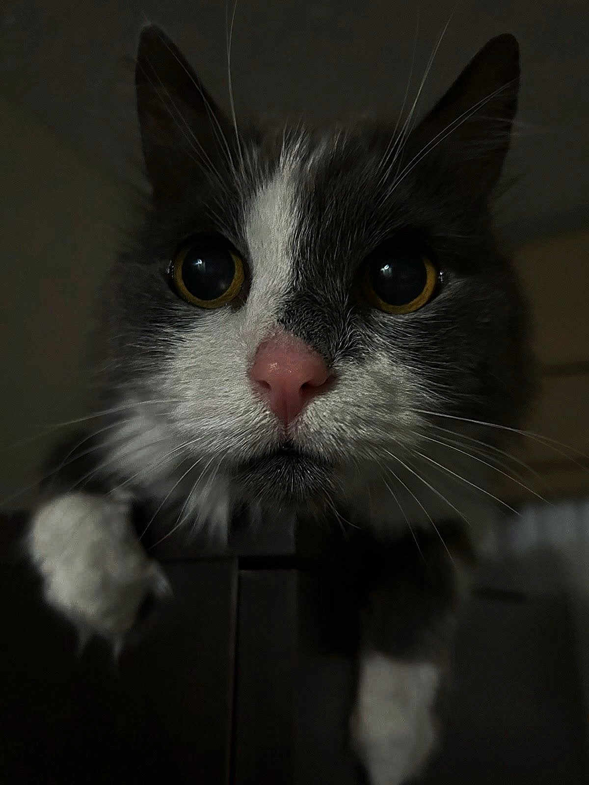 Miles is registered to the contest to win money with this photo: animal, cat, close_up, curious, cute, dark_background, domestic_animal, face, feline, gray_fur, indoor, looking, mysterious, paw, pet, pink_nose, portrait, soft_light, whiskers, white_fur