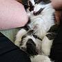 kitten, cat, sleeping, pet, furry, black_and_white, paw, couch, human_leg, relaxing, cute, domestic_animal, whiskers, fur, indoor, cozy, nap, small, adorable, resting