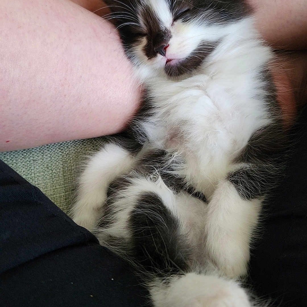 Milo is registered to the contest to win money with this photo: adorable, black_and_white, cat, couch, cozy, cute, domestic_animal, fur, furry, human_leg, indoor, kitten, nap, paw, pet, relaxing, resting, sleeping, small, whiskers