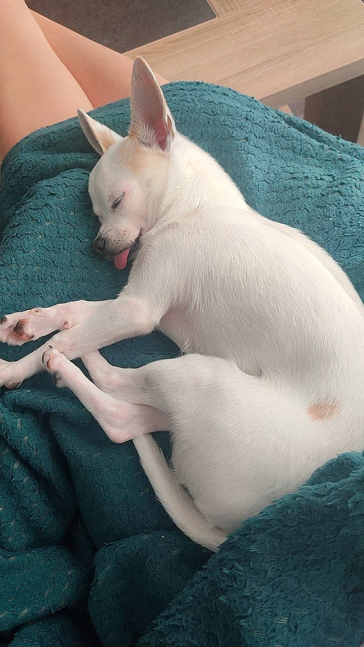 Youki participe au concours pour gagner de l'argent avec cette photo : carmine, carnivore, comfort, companion_dog, dog, dog_breed, ear, fawn, felidae, flesh, fur, gesture, jaw, nail, snout, tail, terrestrial_animal, whiskers