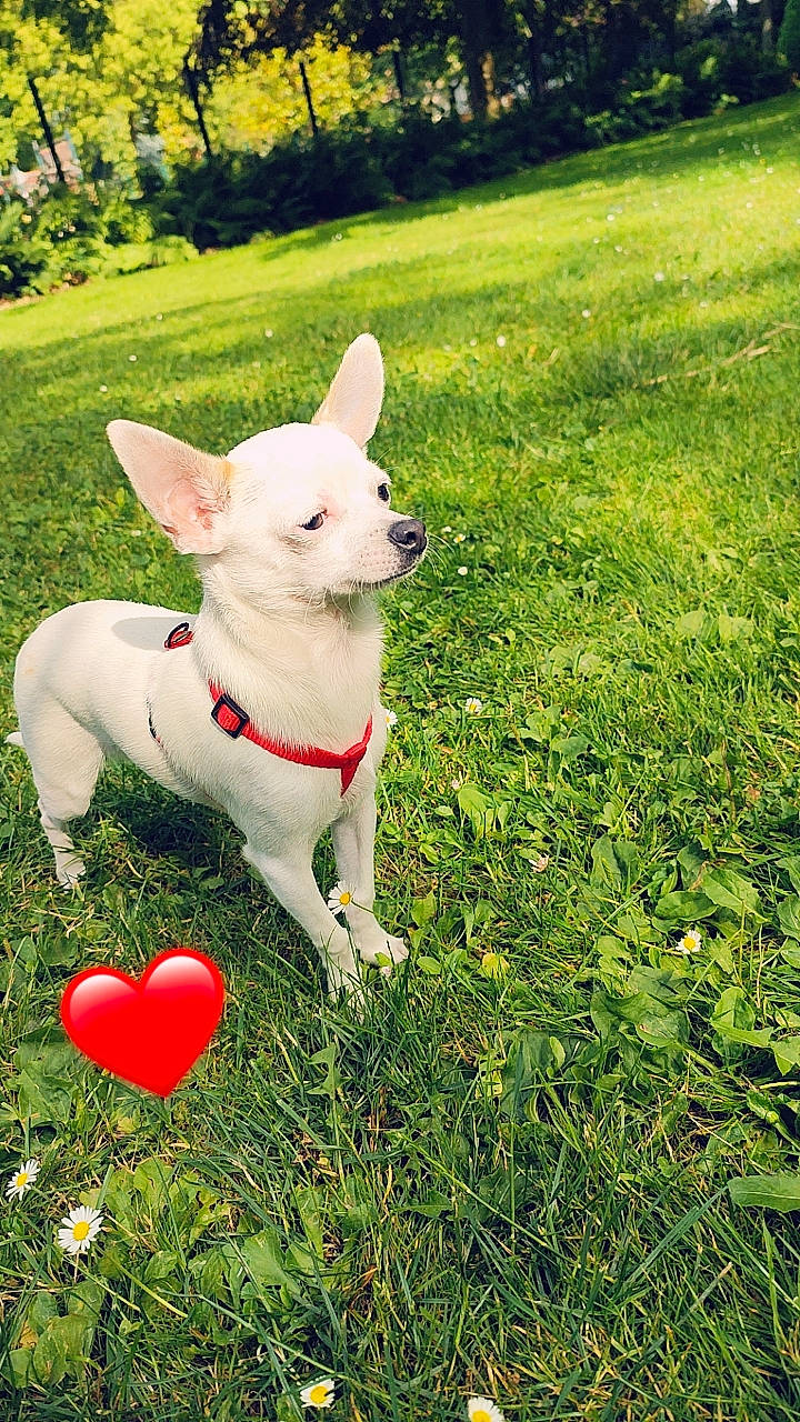 Youki a rejoint le concours — aidez-le/la à gagner de superbes lots ! canidae, carnivore, collar, companion_dog, dog, dog_breed, dog_collar, fashion_accessory, fawn, grass, grass_family, grassland, groundcover, lawn, plant, snout, sporting_group, tail, terrestrial_animal, working_animal