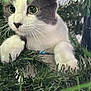 cat, christmas_tree, close_up, curious, decoration, eyes, feline, fur, gray, green, holiday, indoor, needles, paws, pet, playful, portrait, tree_branch, whiskers, white