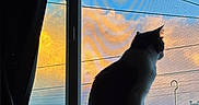 Alluka joined the competition — help win amazing prizes! animal, cat, clouds, curtain, evening, house, indoor, light, nature, peaceful, pet, power_lines, quiet, shadow, silhouette, sitting, sky, sunset, urban, window
