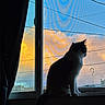 animal, cat, clouds, curtain, evening, house, indoor, light, nature, peaceful, pet, power_lines, quiet, shadow, silhouette, sitting, sky, sunset, urban, window