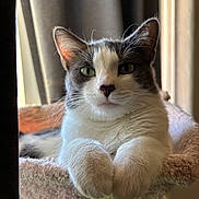 Alluka joined the competition — help win amazing prizes! cat, feline, cat_face, paws, whiskers, green_eyes, gray_and_white, fur, closeup, portrait, pet, indoor, cat_bed, cat_tree, curtain, soft_light, relaxed, cozy, nose, ears