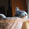 Alluka is registered to the contest to win money with this photo: animal, cat, closeup, cozy, cute, feline, fur, indoor, nap, peaceful, perch, pet, relaxed, resting, sleeping, soft_texture, sunlight, whiskers, window, wood