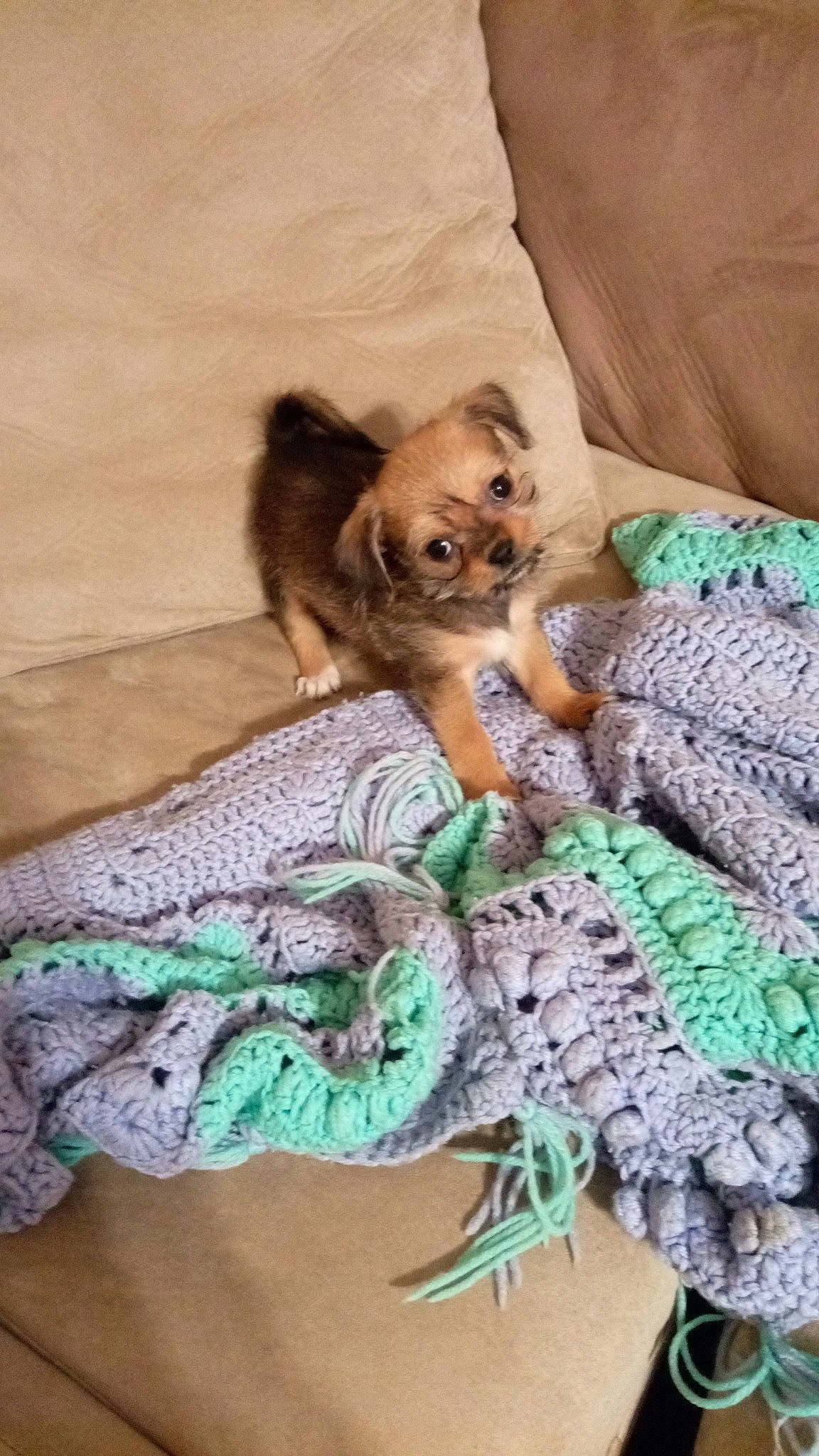 Dayzee joined the competition — help win amazing prizes! art, carnivore, comfort, companion_dog, craft, creative_arts, crochet, dog, fashion_accessory, fawn, felidae, linens, pattern, small_to_medium_sized_cats, terrestrial_animal, thread, toy, whiskers, wool, woolen