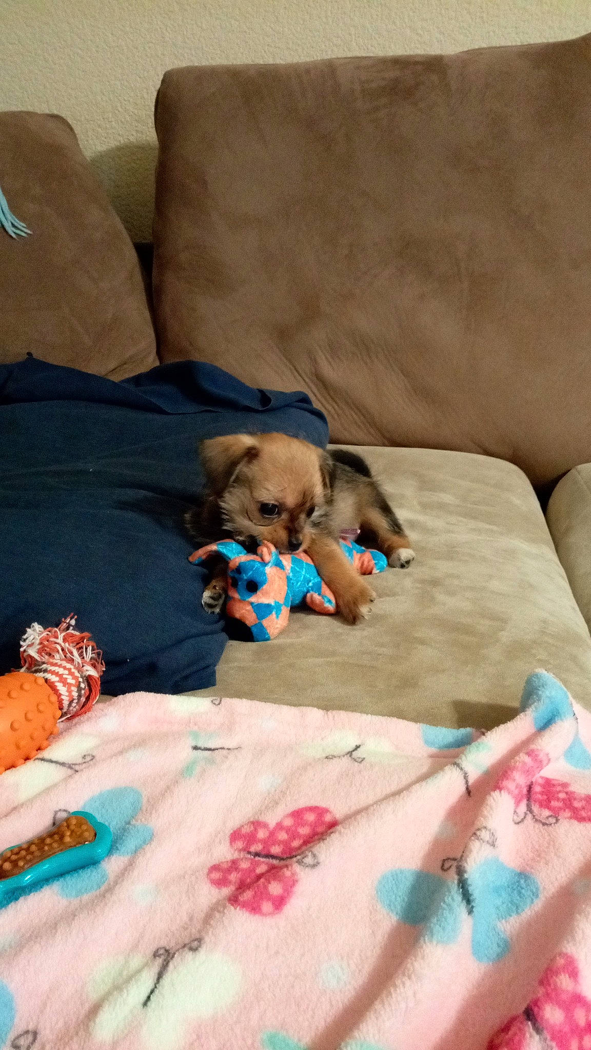 Dayzee is registered to the contest to win money with this photo: bed_sheet, bedding, carnivore, child, comfort, companion_dog, dog, dog_breed, dog_supply, fawn, fur, linens, pattern, pillow, room, textile, throw_pillow, toy_dog, wood, working_animal