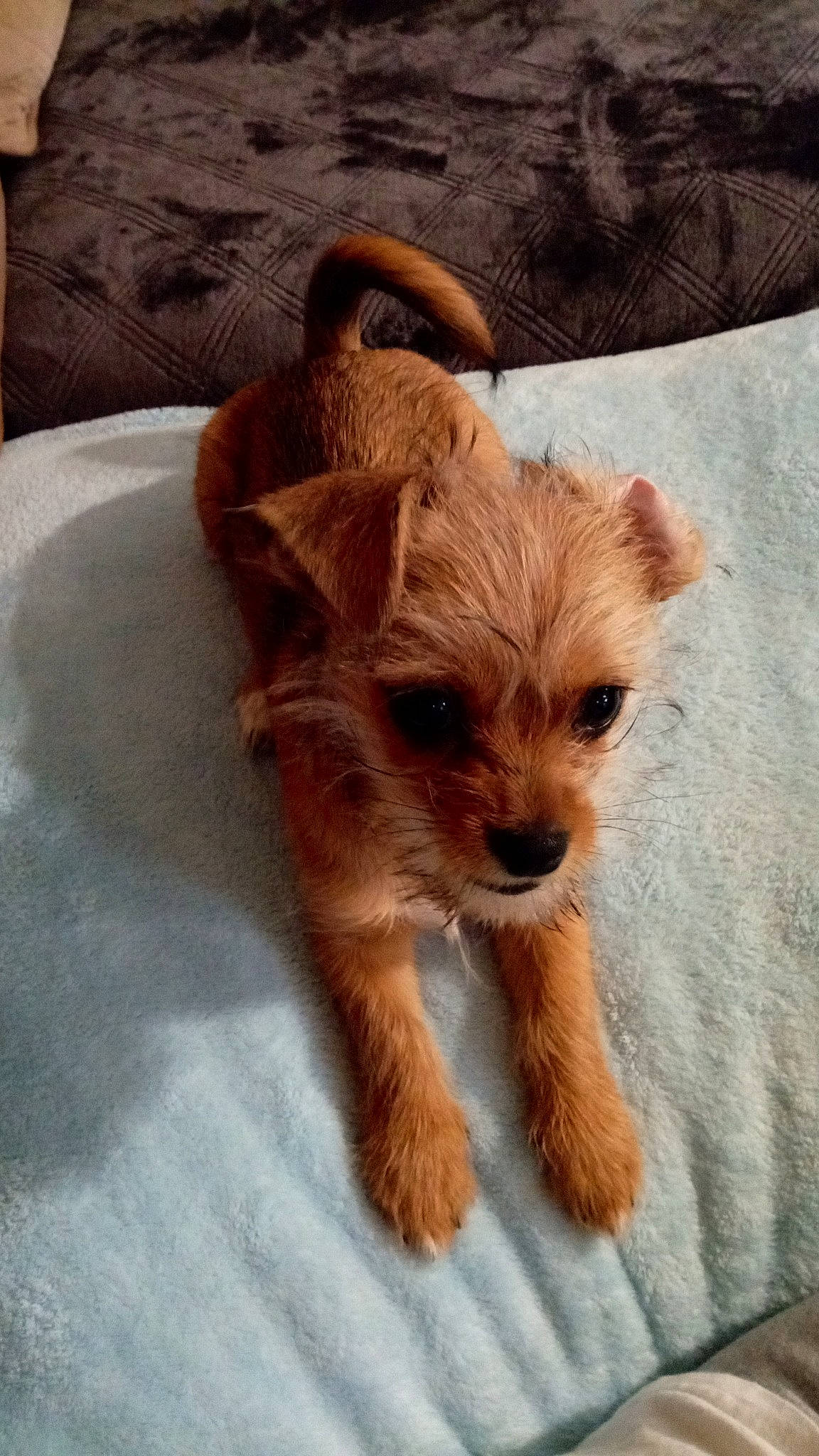 Dayzee joined the competition — help win amazing prizes! canidae, carnivore, companion_dog, dog, dog_breed, dog_supply, fawn, fur, liver, pet_supply, small_terrier, snout, sporting_group, terrestrial_animal, terrier, toy_dog, working_animal, working_terrier, yorkipoo