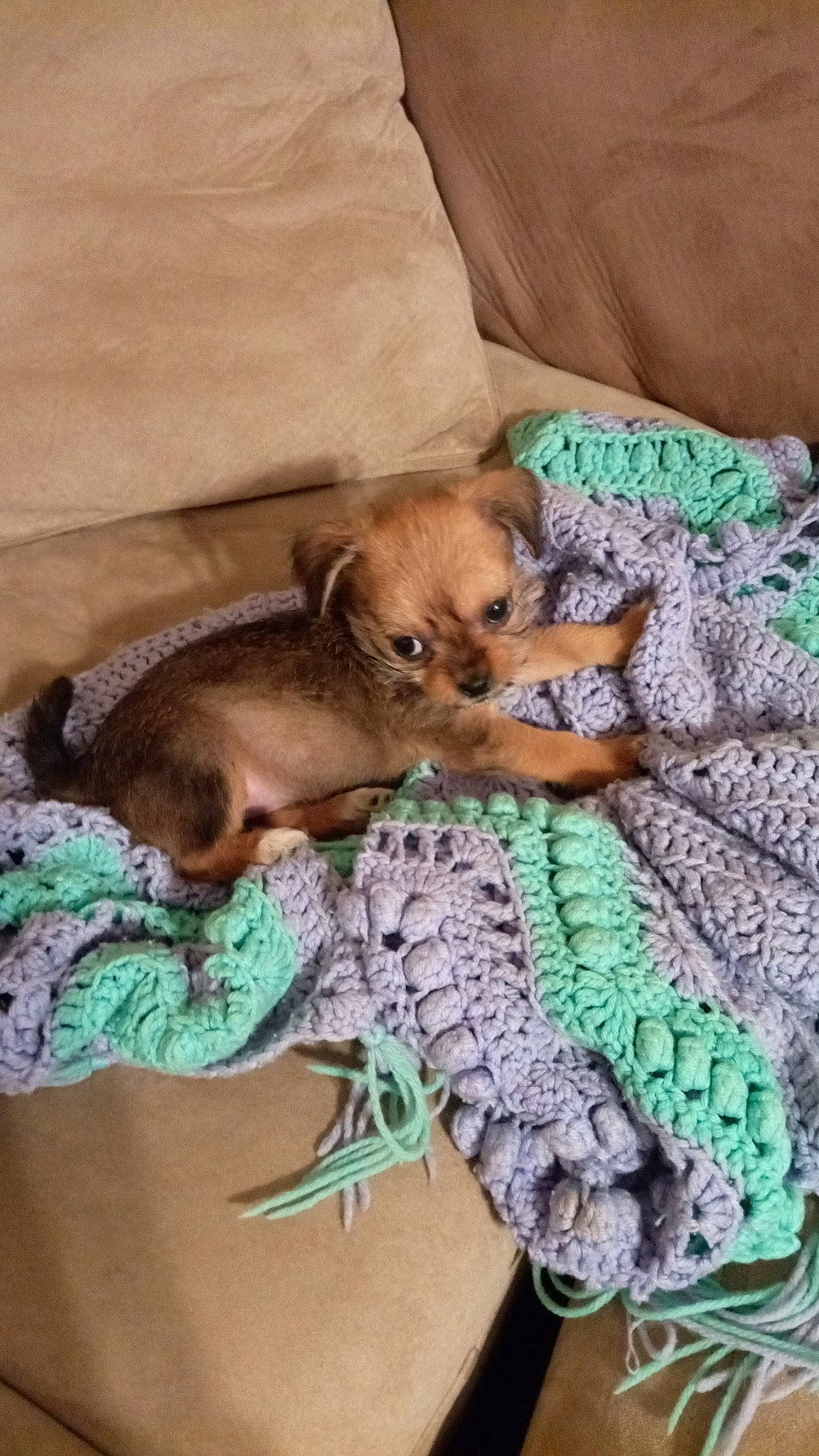 Dayzee is registered to the contest to win money with this photo: canidae, carnivore, chihuahua, comfort, companion_dog, dog, dog_breed, dog_clothes, dog_supply, fawn, felidae, fur, linens, liver, pattern, pet_supply, pillow, sporting_group, toy_dog, working_animal