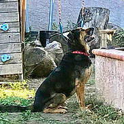 Zeus joined the competition — help win amazing prizes! dog, collar, sitting, backyard, rocks, grass, wooden_climbing_wall, blue_climbing_grips, garden_furniture, outdoor, pet, animal, side_view, curious, daylight, nature, yard, earth, canine, fence