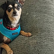 Gin is registered to the contest to win money with this photo: alert, blue_harness, brown_and_black_fur, canine, companion, couch, cozy, curious, dog, domestic, furniture, indoor, looking_at_camera, paw, pet, puppia_harness, relaxing, seated, short_hair, small_dog