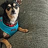 alert, blue_harness, brown_and_black_fur, canine, companion, couch, cozy, curious, dog, domestic, furniture, indoor, looking_at_camera, paw, pet, puppia_harness, relaxing, seated, short_hair, small_dog