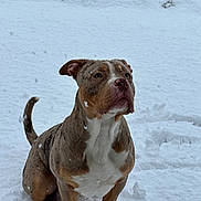 Arès participe au concours pour gagner de l'argent avec cette photo : dog, snow, outdoor, animal, winter, pet, canine, fur, sitting, curious, nature, cold, white_background, snowflakes, alert, mammal, brown_fur, portrait, paw, landscape
