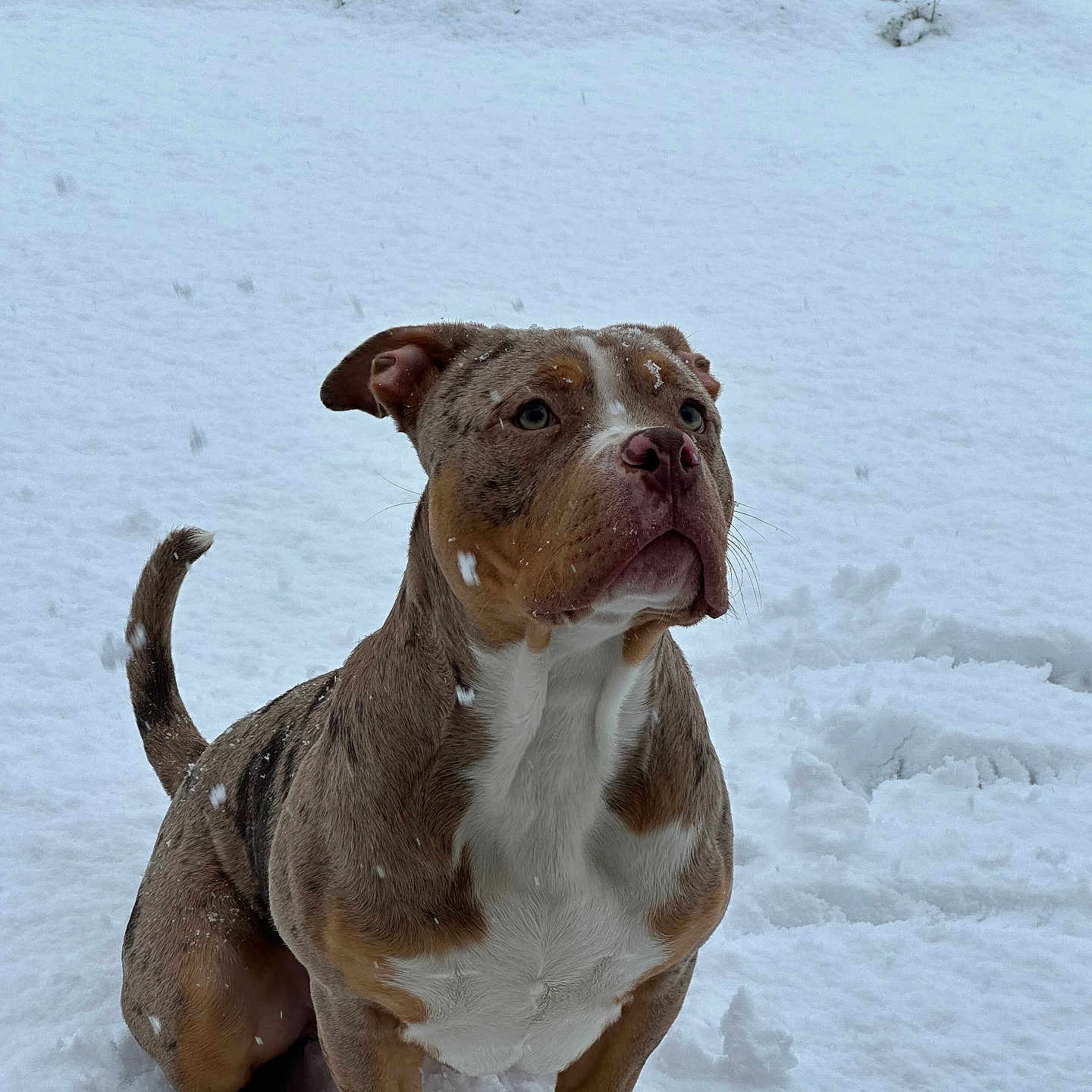 Arès participe au concours pour gagner de l'argent avec cette photo : dog, snow, outdoor, animal, winter, pet, canine, fur, sitting, curious, nature, cold, white_background, snowflakes, alert, mammal, brown_fur, portrait, paw, landscape