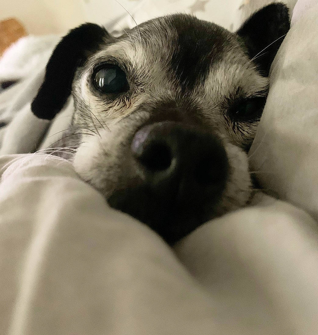 Gus Gus is registered to the contest to win money with this photo: bored, canidae, carnivore, comfort, companion_dog, dog, dog_breed, ear, eyelash, fawn, fur, grey, monochrome, monochrome_photography, paw, snout, sporting_group, toy_dog, whiskers, working_animal