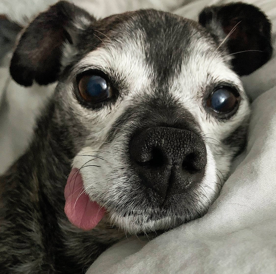 Gus Gus is registered to the contest to win money with this photo: bored, carnivore, close_up, comfort, companion_dog, dog, dog_breed, ear, eye, fawn, fur, iris, mammal, nose, snout, sporting_group, terrestrial_animal, toy_dog, whiskers, working_animal