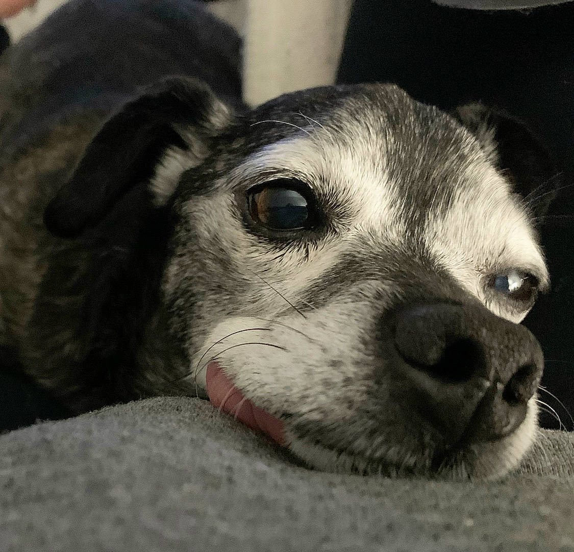 Gus Gus is registered to the contest to win money with this photo: bored, canidae, carnivore, close_up, companion_dog, dog, dog_breed, ear, fawn, fur, non_sporting_group, paw, puppy, snout, sporting_group, terrestrial_animal, toy_dog, whiskers, working_animal